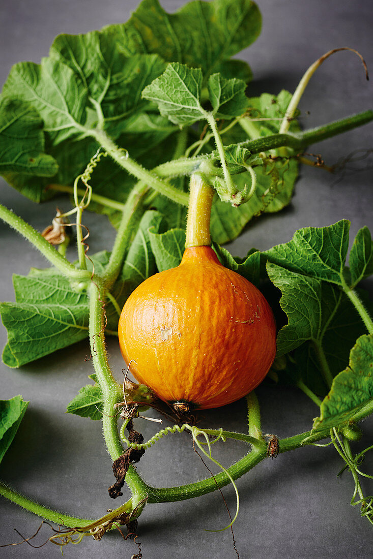 A freshly harvested pumpkin