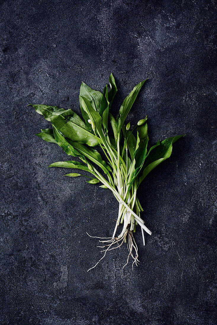 Freshly harvested wild garlic