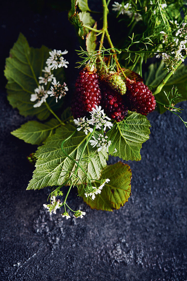 Freshly harvested boysen berries