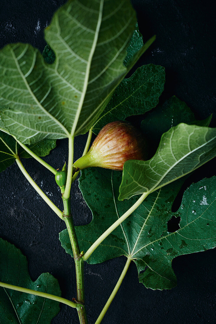 Freshly harvested figs