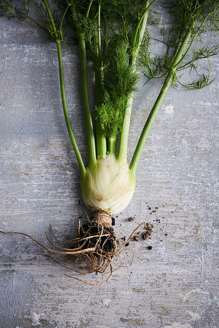 Frisch geernteter Fenchel