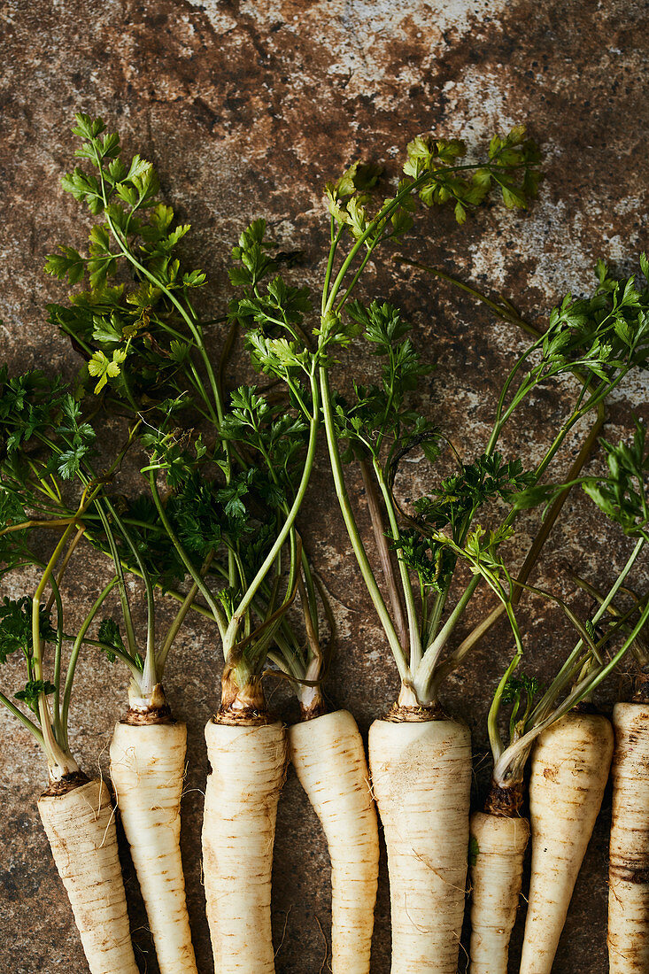 Freshly harvested parsley roots