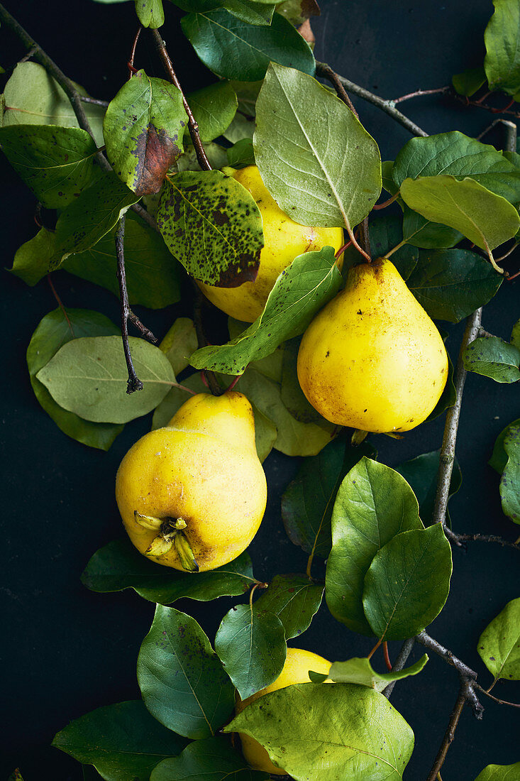 Fresh quinces on a twig