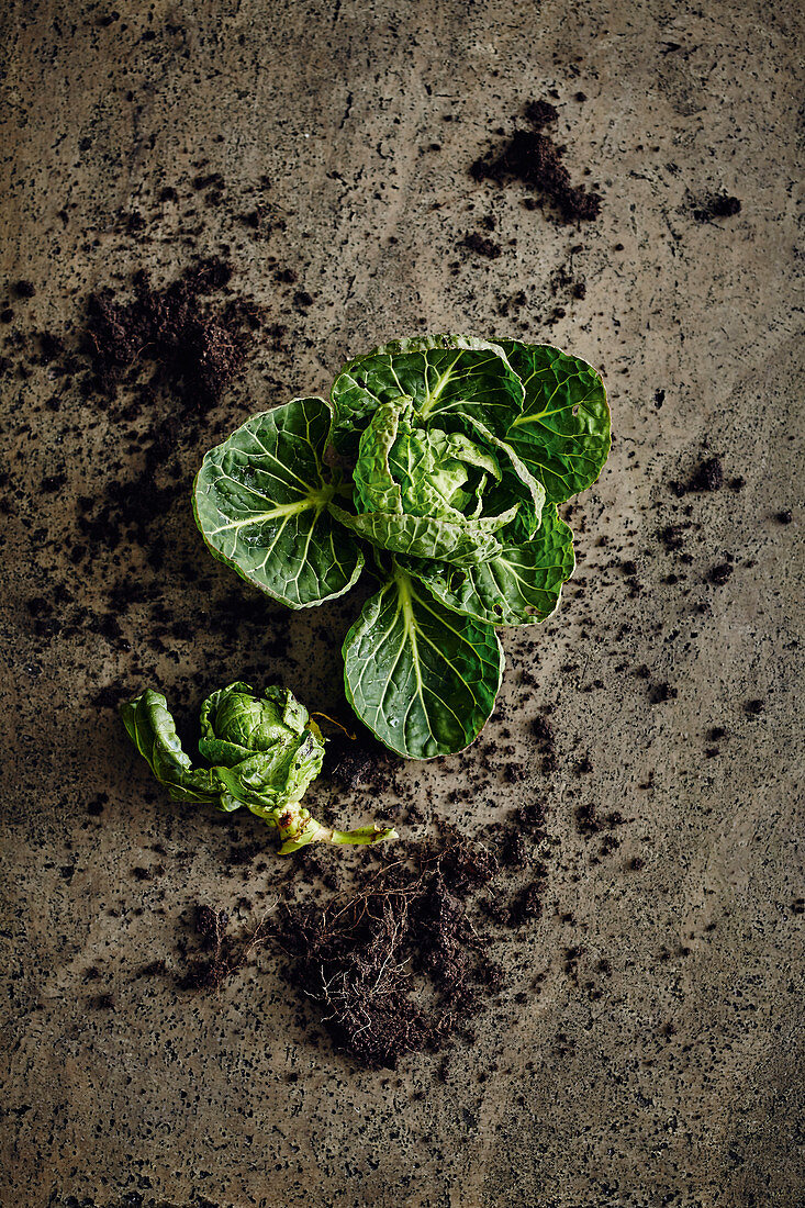 Freshly harvested Brussels sprouts