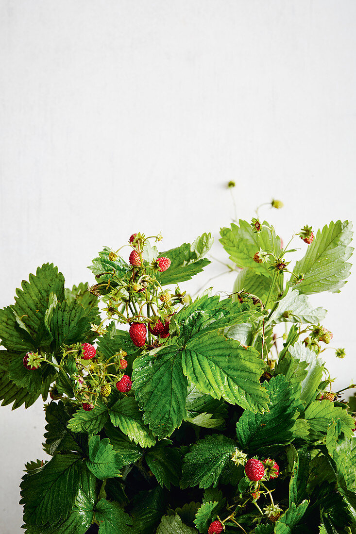 Wild strawberries with leaves