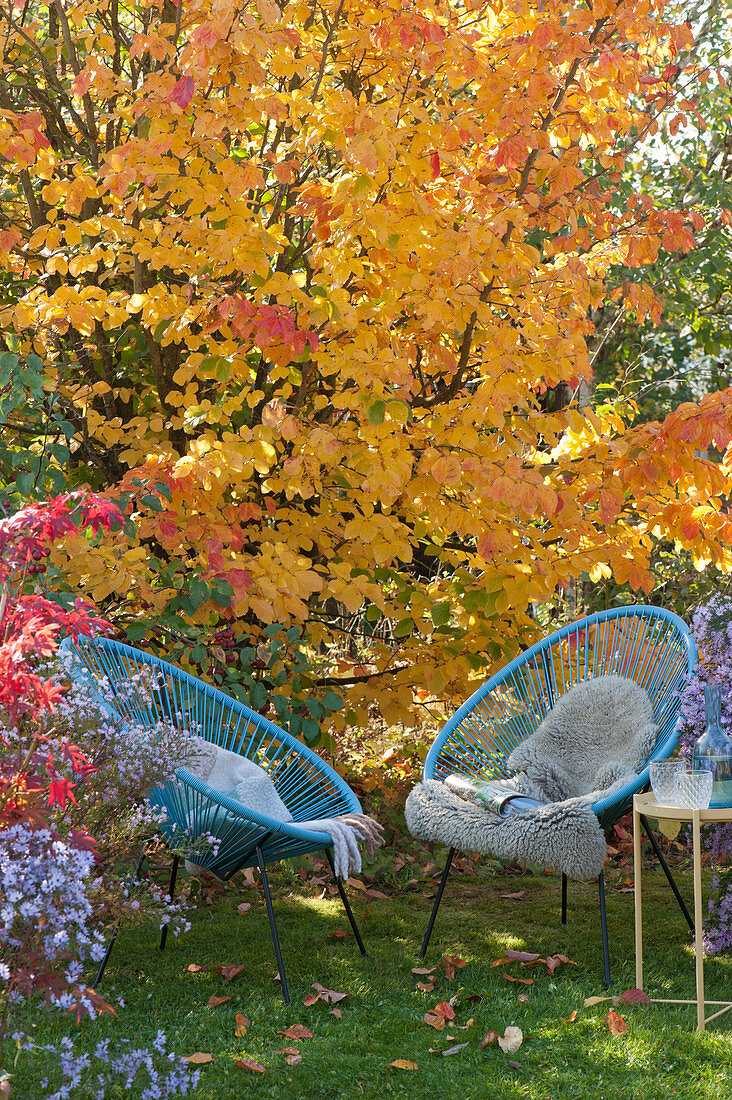 Moderne Sessel vor Eisenholzbaum in Herbstfärbung