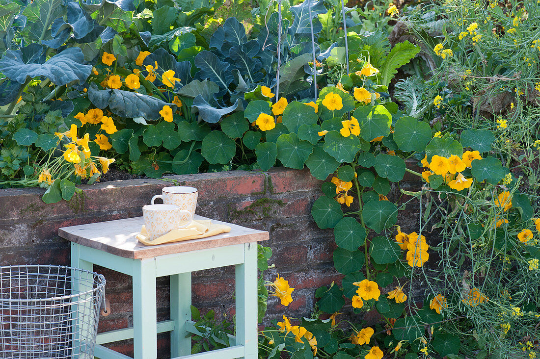 Broccoli and nasturtium in the raised bed