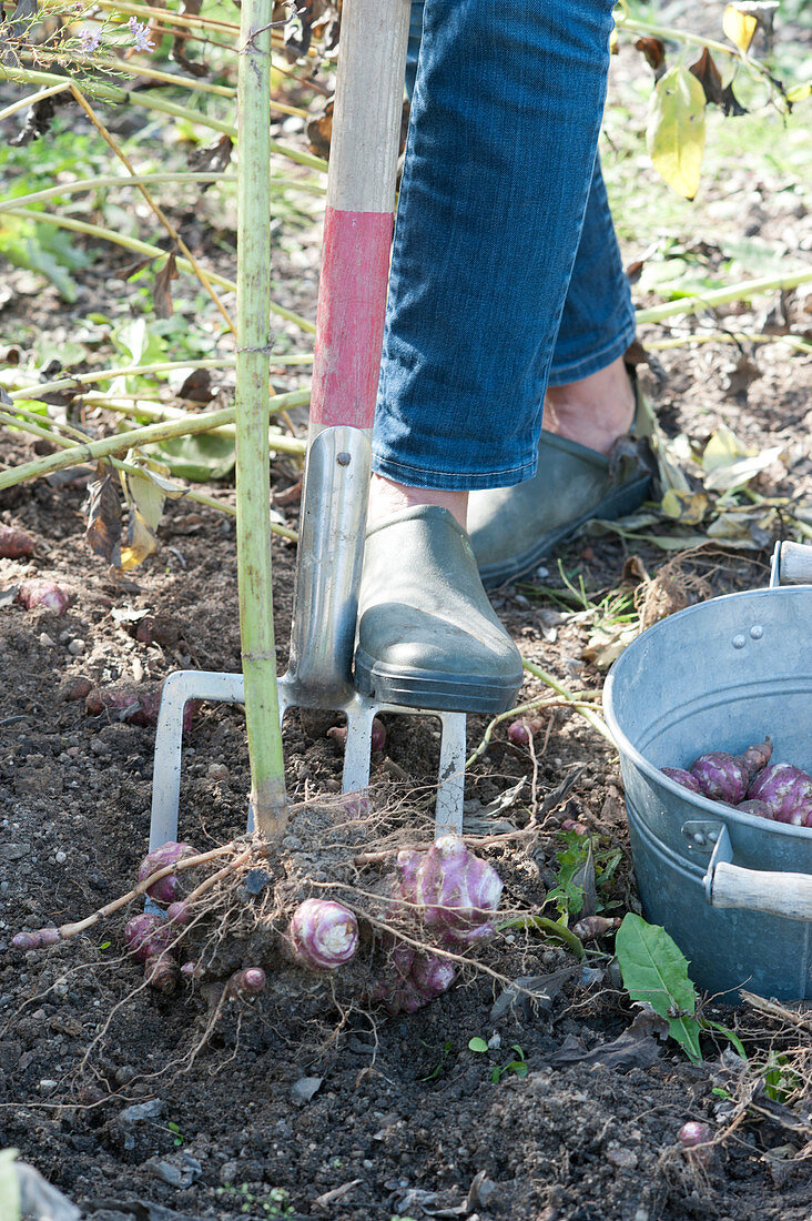 Harvest of Jerusalem artichoke 'Compact Violet'