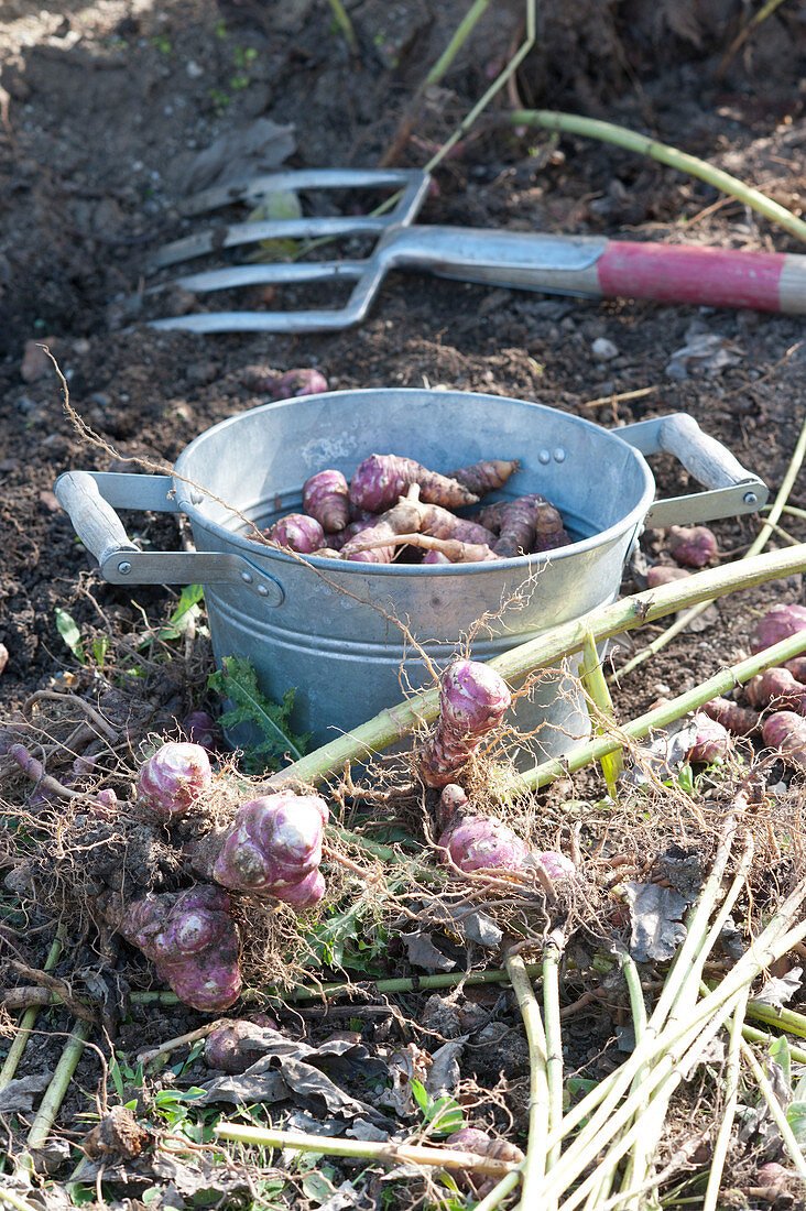 Harvest of Jerusalem artichoke 'Compact Violet'