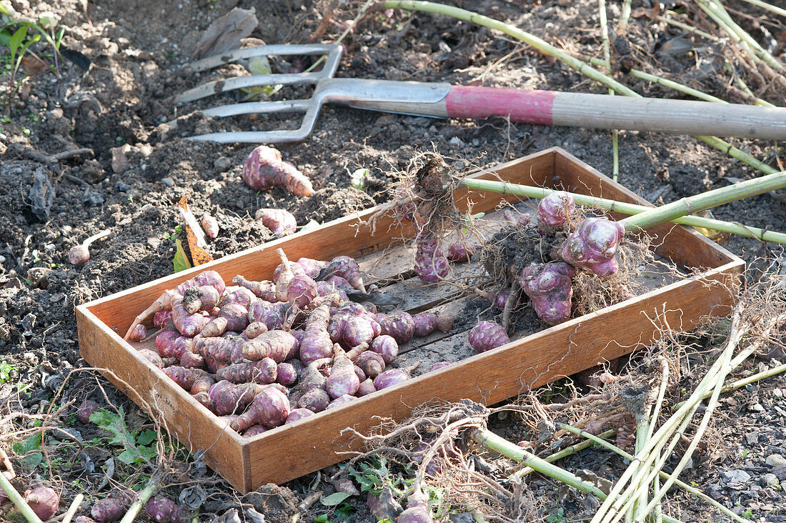 Harvest of Jerusalem artichoke 'Compact Violet'