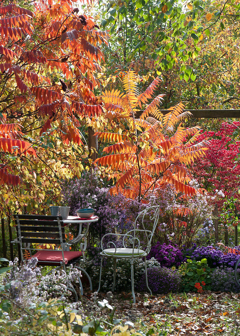 Seating in the autumn garden with asters and vinegar tree