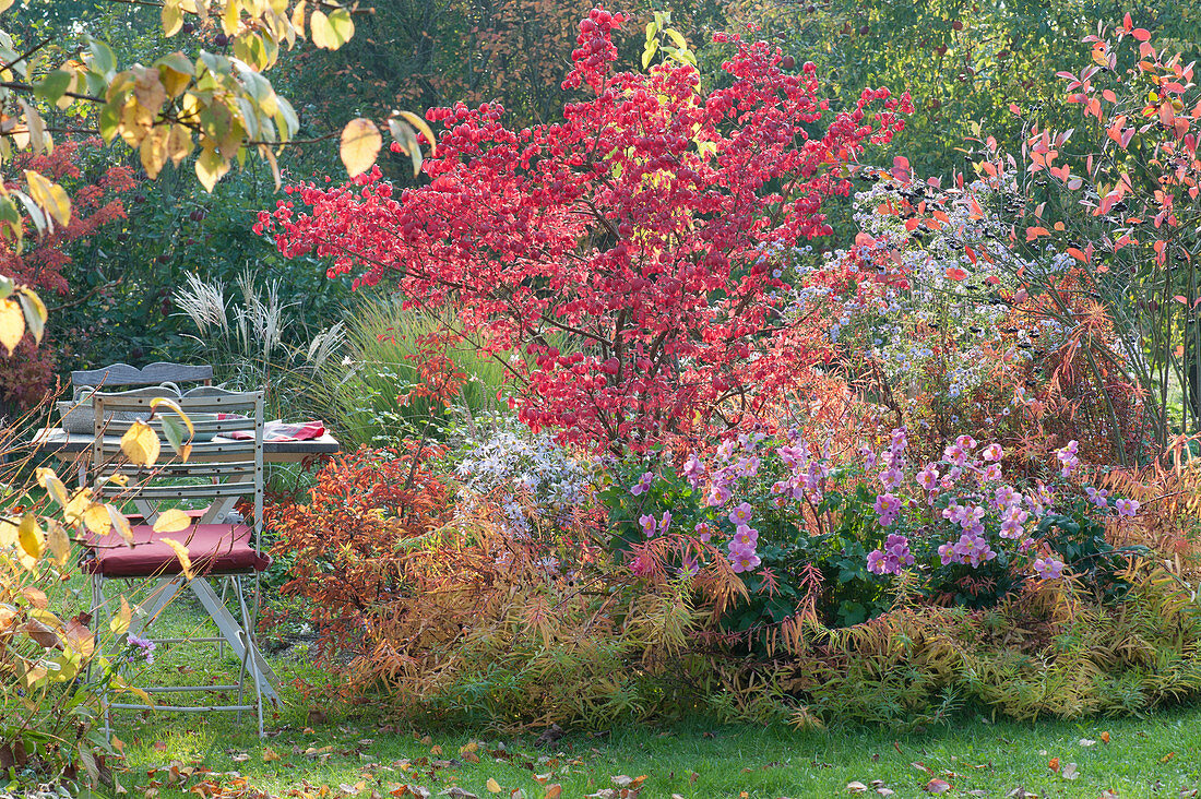 Seat at the autumn bed with spindle bush and autumn anemone 'rose bowl'