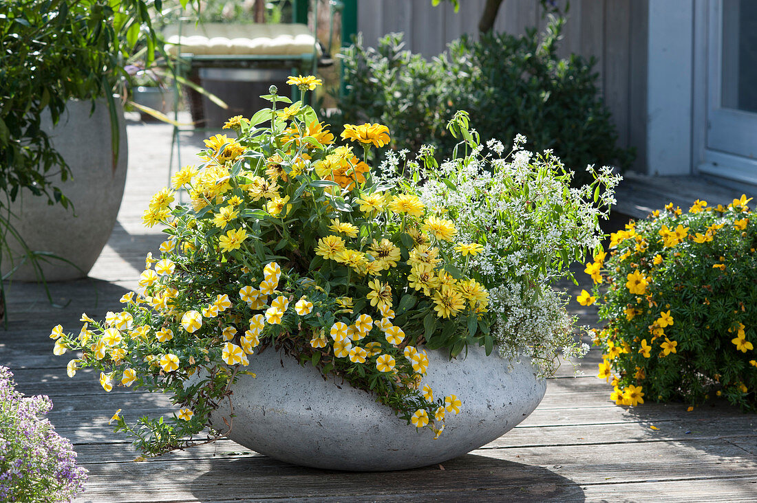 Yellow and white planted bowl with zinnias, magic bells and magic snow