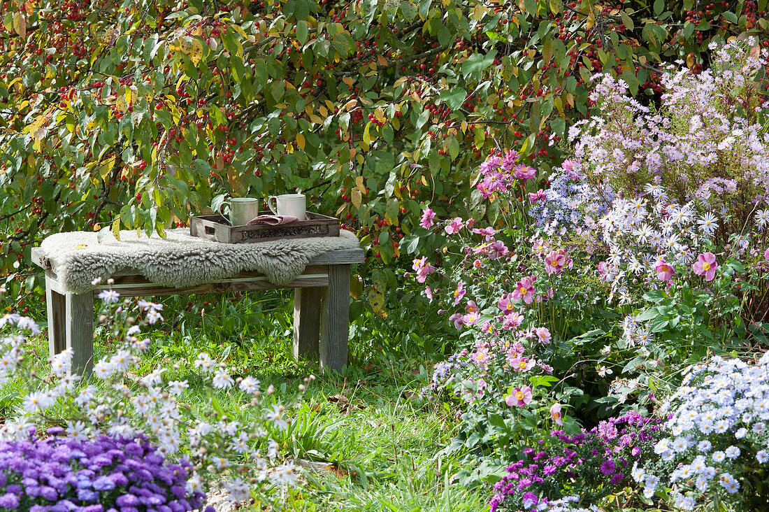 Seat on the ornamental apple tree and flower bed with asters and autumn anemones