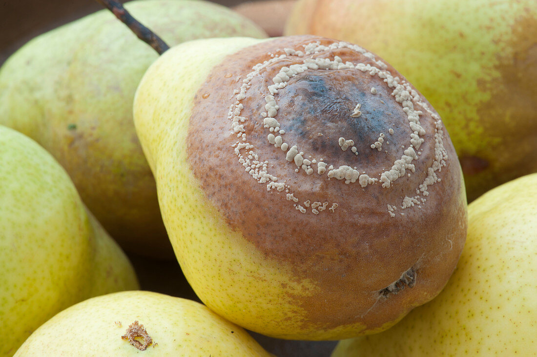 Monilia fruit rot on pear