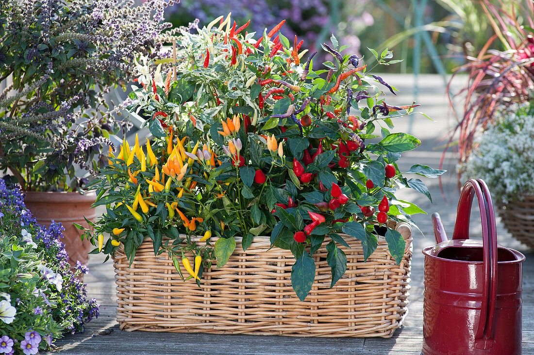 Basket with chilli plants: salsa, sombrero, rainbow and masquerade