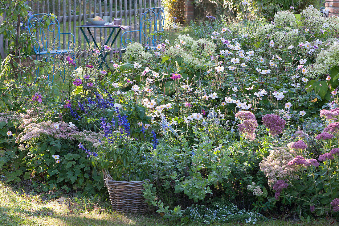 Autumnal bed with stonecrop, autumn anemone and mealy sage