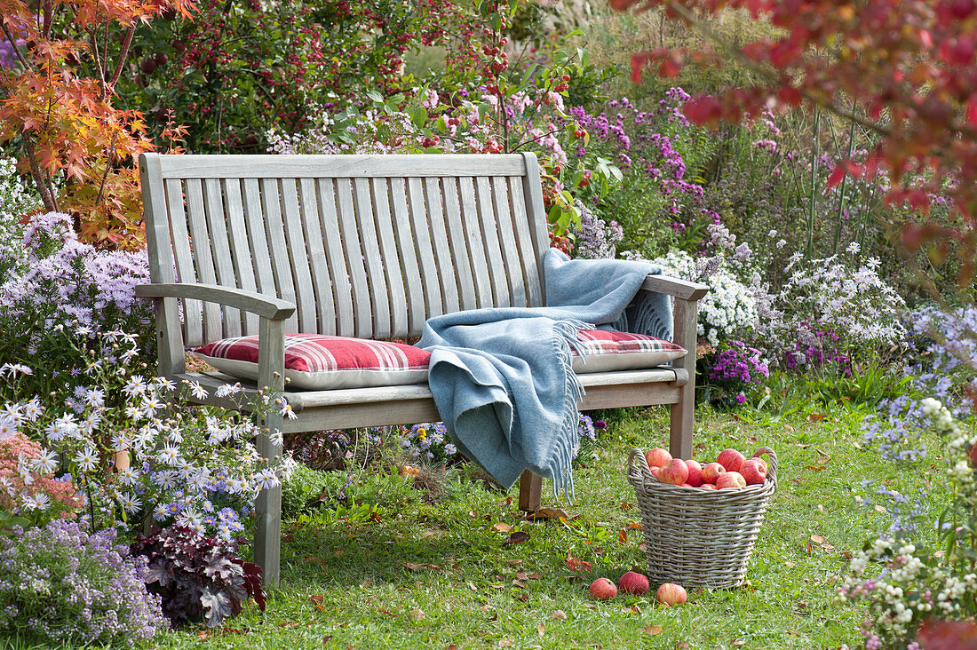 Wooden bench on the bed with autumn asters, basket with freshly picked apples