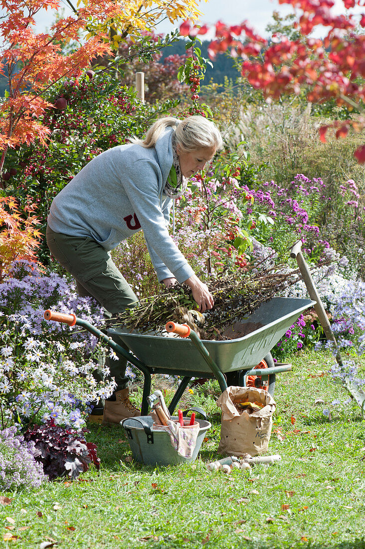 Herbstarbeiten im Garten: Frau legt Gartenabfall in Schubkarre