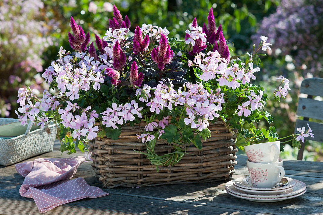 Basket with hanging geranium 'Ville de Dresden' and feather bush 'Venezuela'