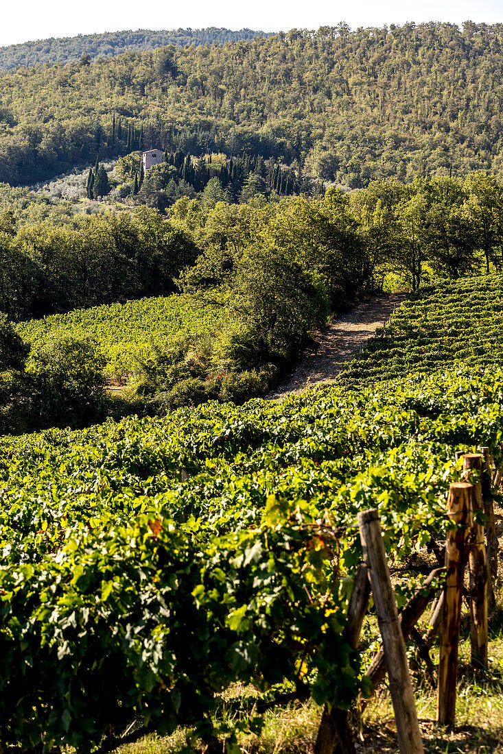 Weingut 'Nittardi', Toskana, Italien