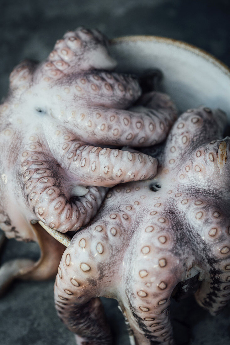 Frische Kraken in Schüssel