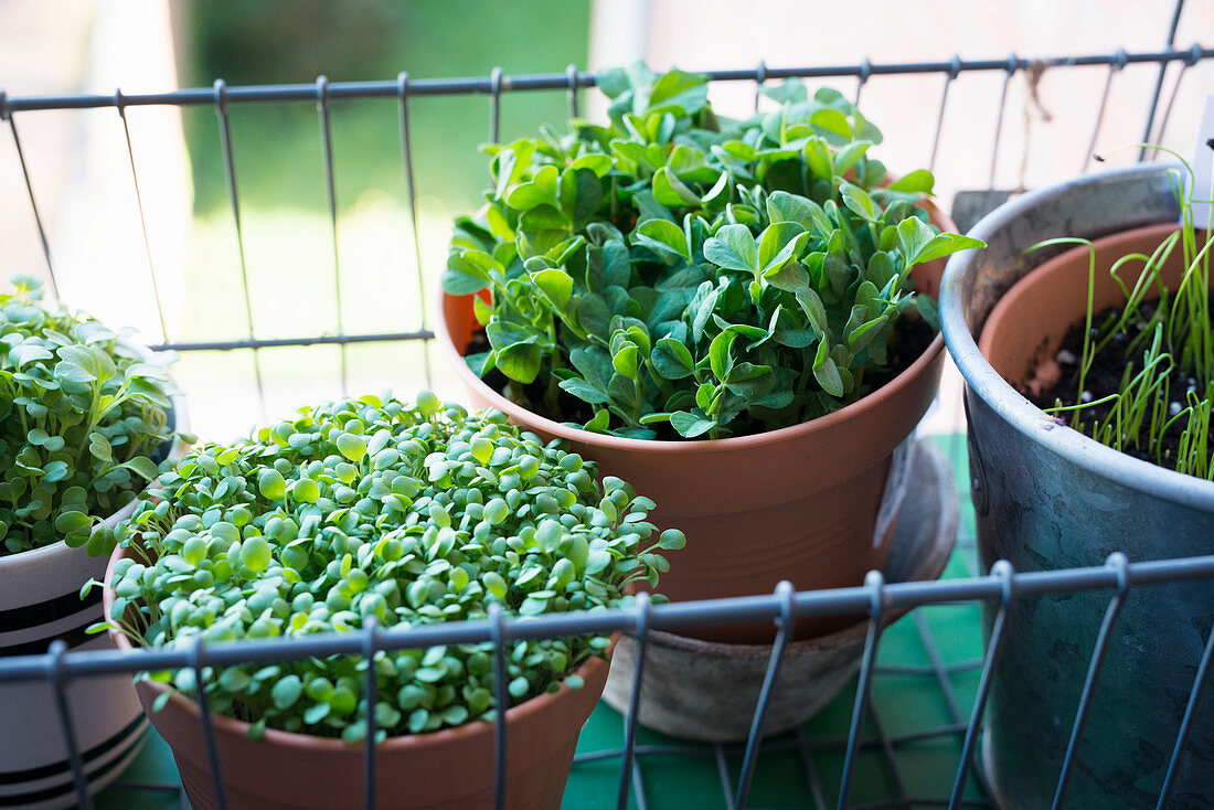 Various sprouts in plant pots