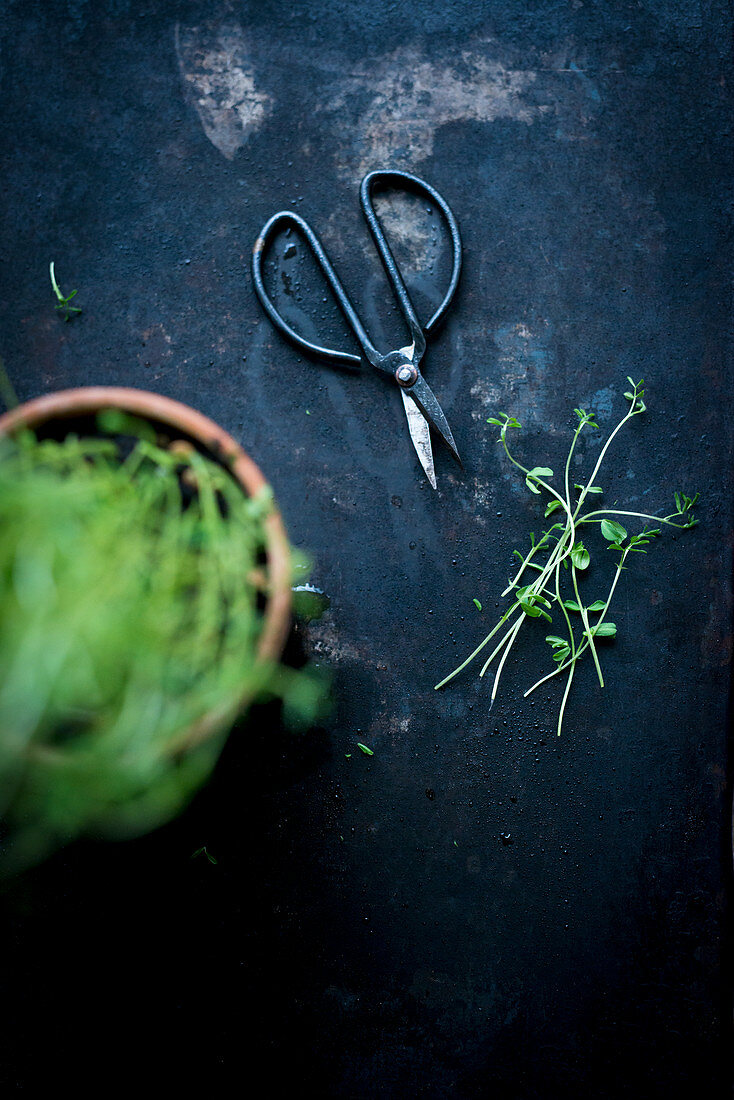 Fresh cress with a pair of herb scissors