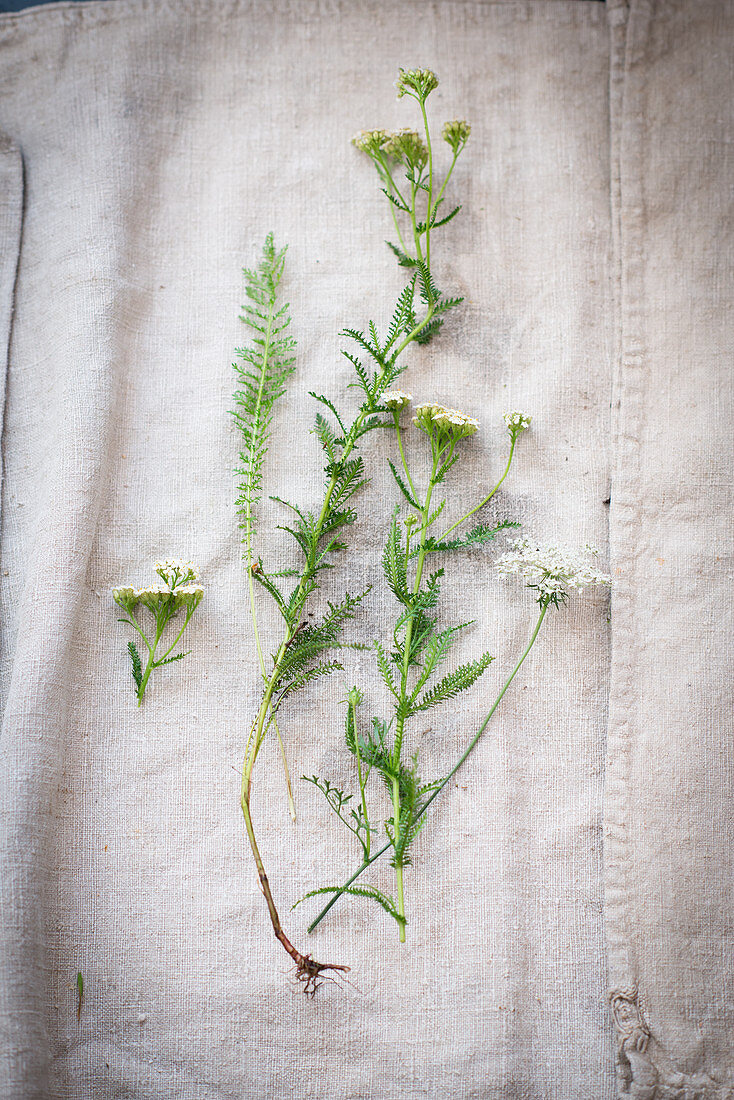 Yarrow on a white linen cloth