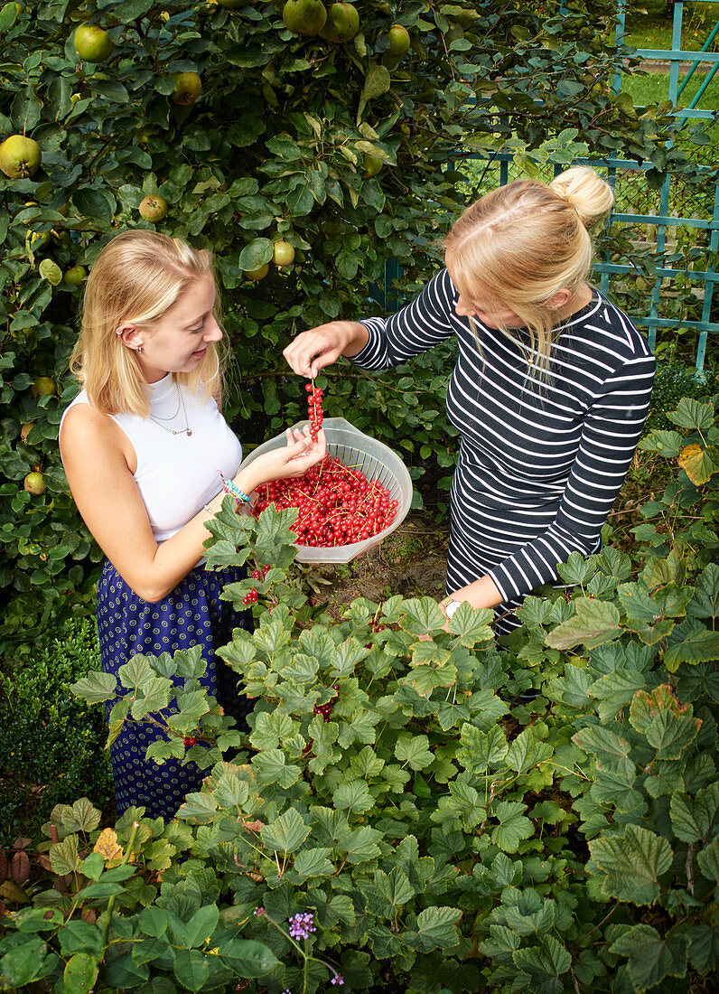 Zwei junge Frauen ernten rote Johannisbeeren