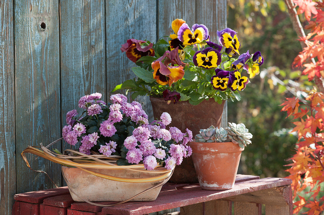 Pot arrangement with autumn chrysanthemum, pansy and echevery