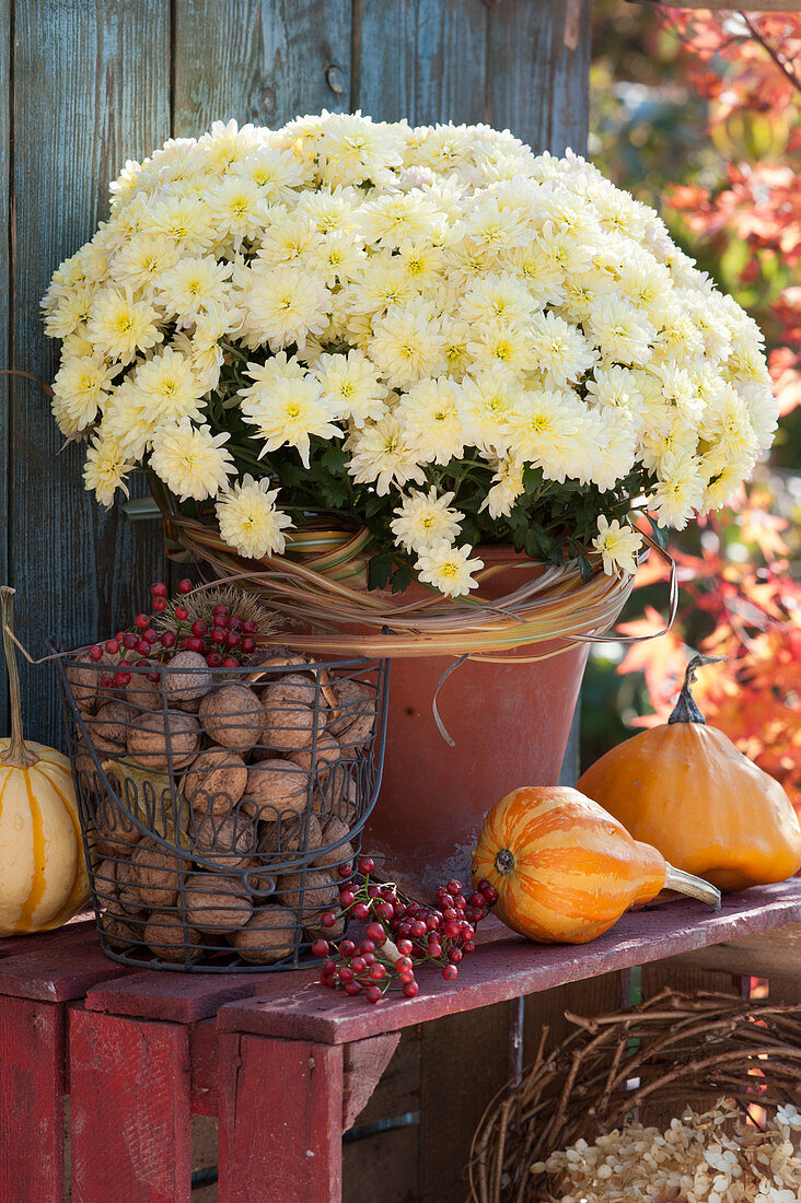 Autumn chrysanthemum Yahou 'Tonka Weiss', basket with walnuts