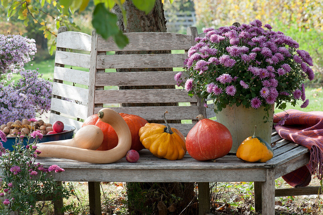 Autumn chrysanthemum 'Pan Lilac' with pumpkins on a tree bench