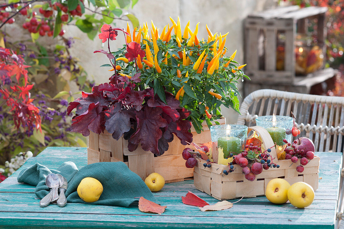 Sweet tooth 'Santos Flame' with purple bells in a chip basket