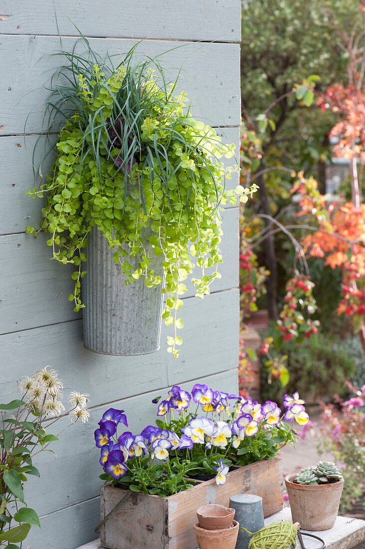 Teal sedge and pennywort in a zinc pot, violets in a box