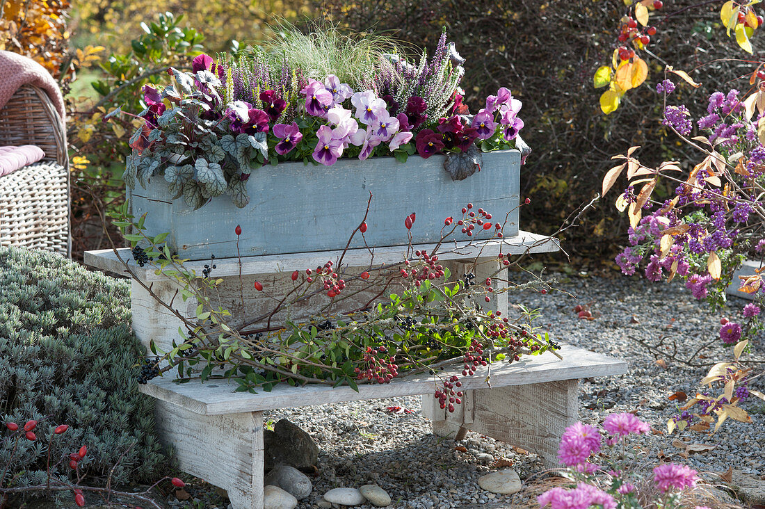 Autumn box with pansies, bud heather, purple bells on flower stairs