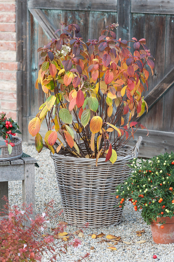 Shrub hydrangea in autumn colours in a basket and coral shrub