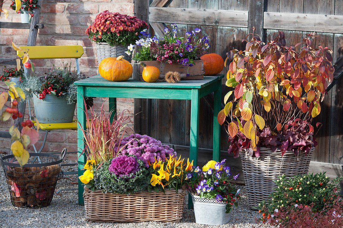 Gravel terrace with shrub hydrangea in autumn colours in the basket