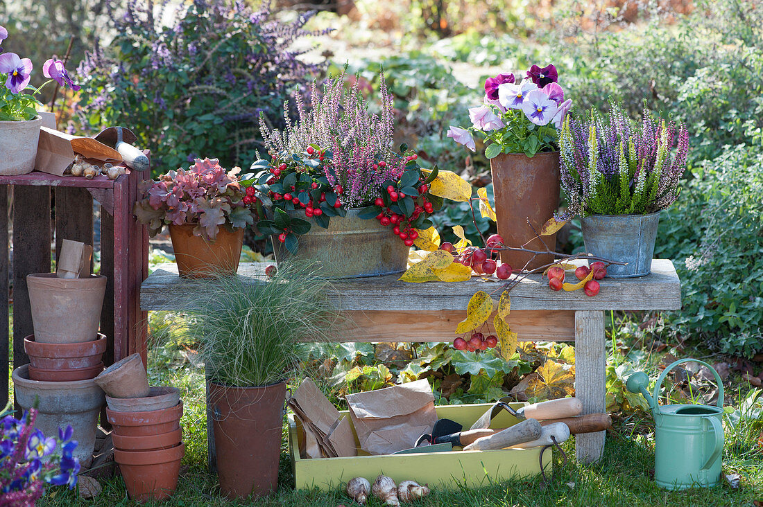 Autumn arrangement with bud heather, sparkle berries, pansies