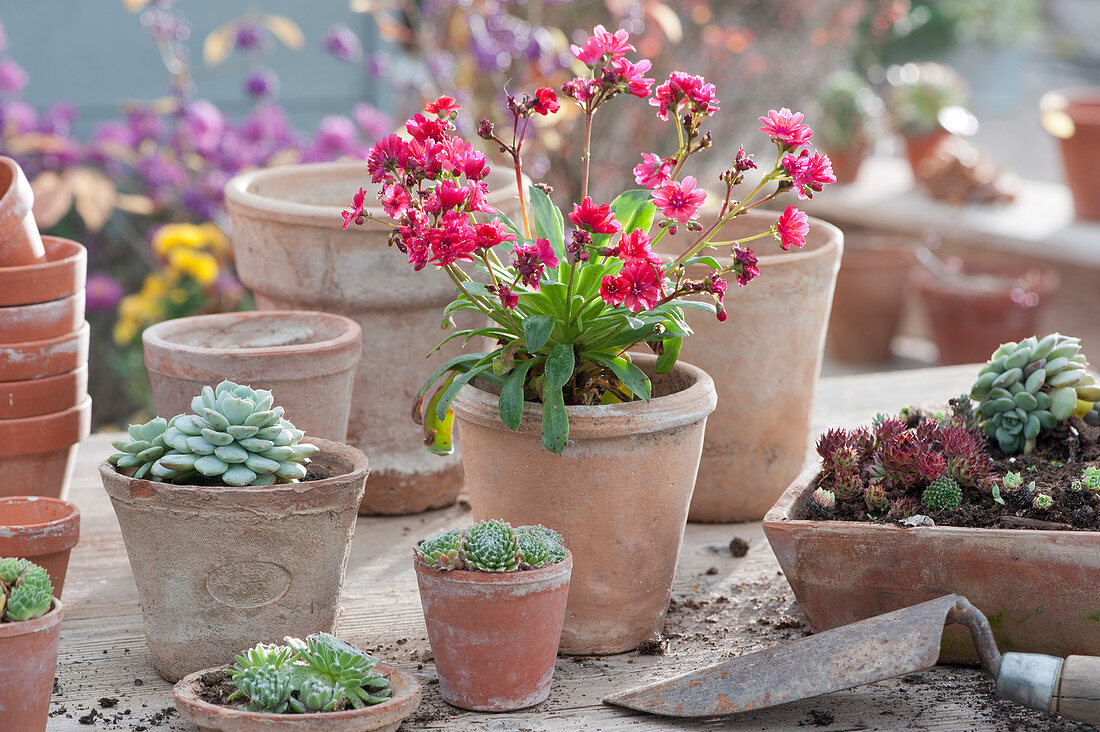 Succulent arrangement with bitterica