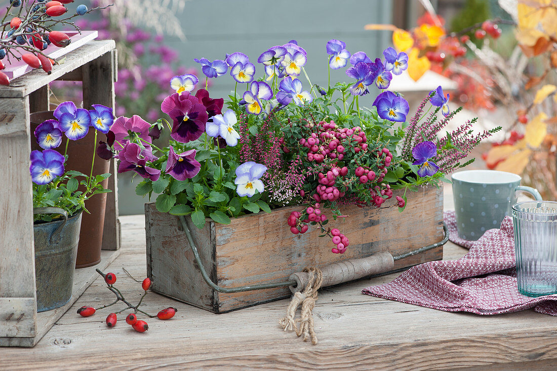 Autumnal wooden basket planted with horned violets, peat myrtle, pansies