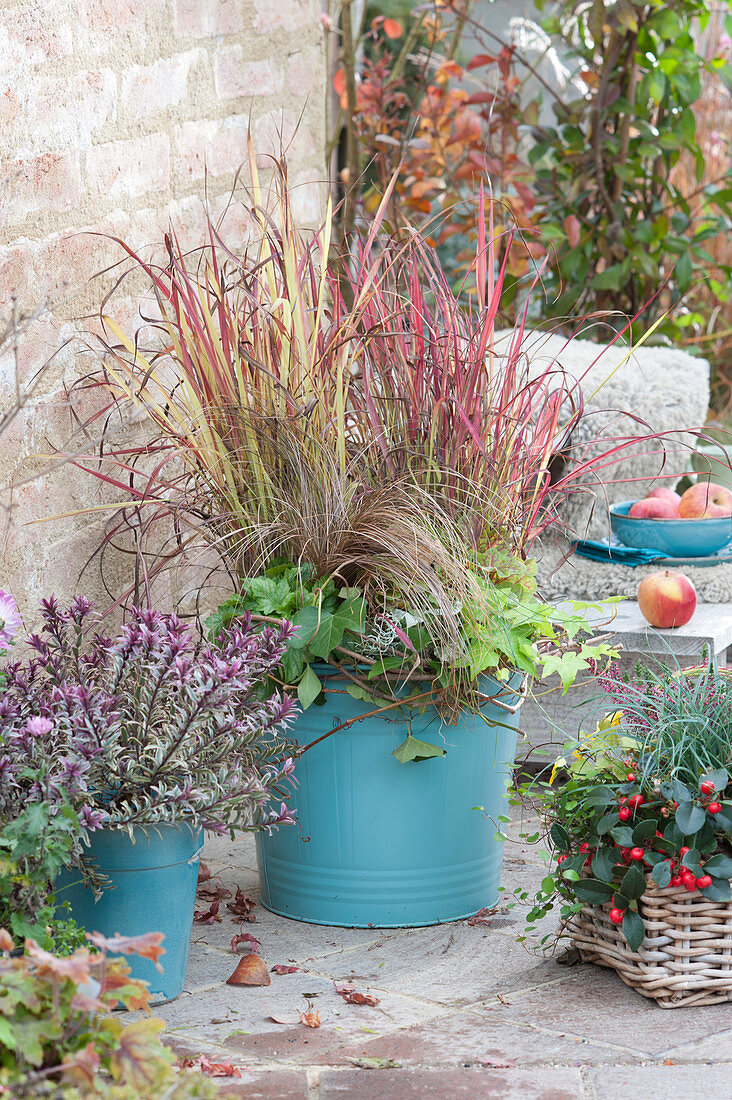 Autumn arrangement with Japanese red grass and shrub veronica Magicolors