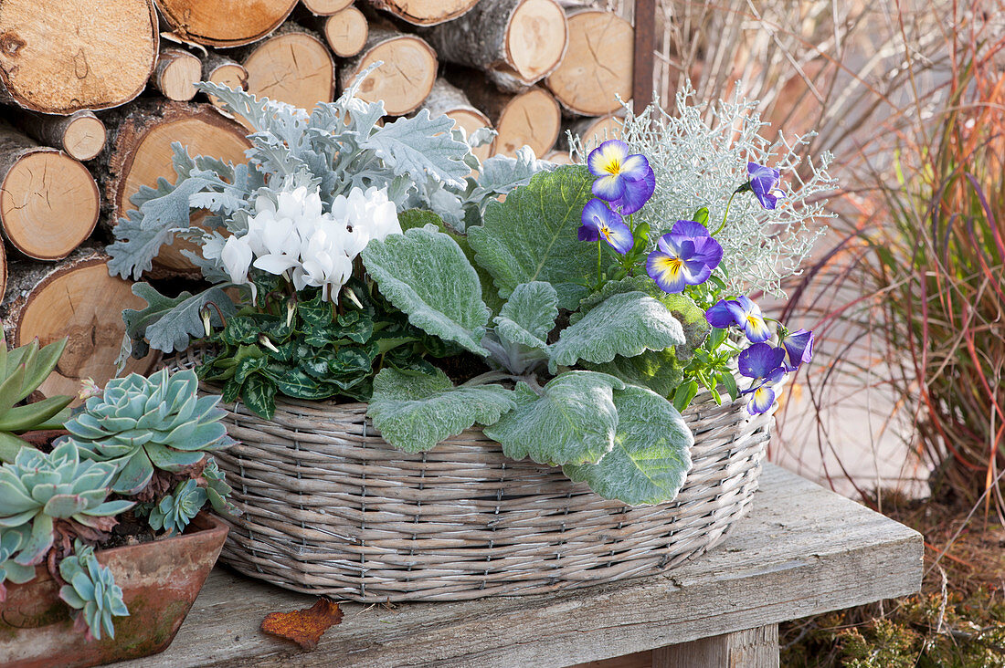 Basket with silver-grey foliage plants and cyclamen