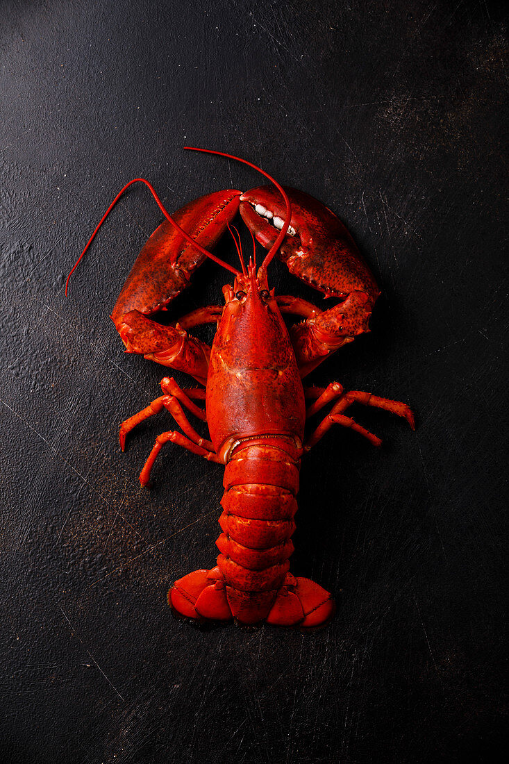 Boiled red Lobster on black background