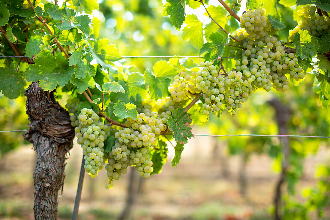 White wine grapes on the vine in a vineyard in the Palatinate