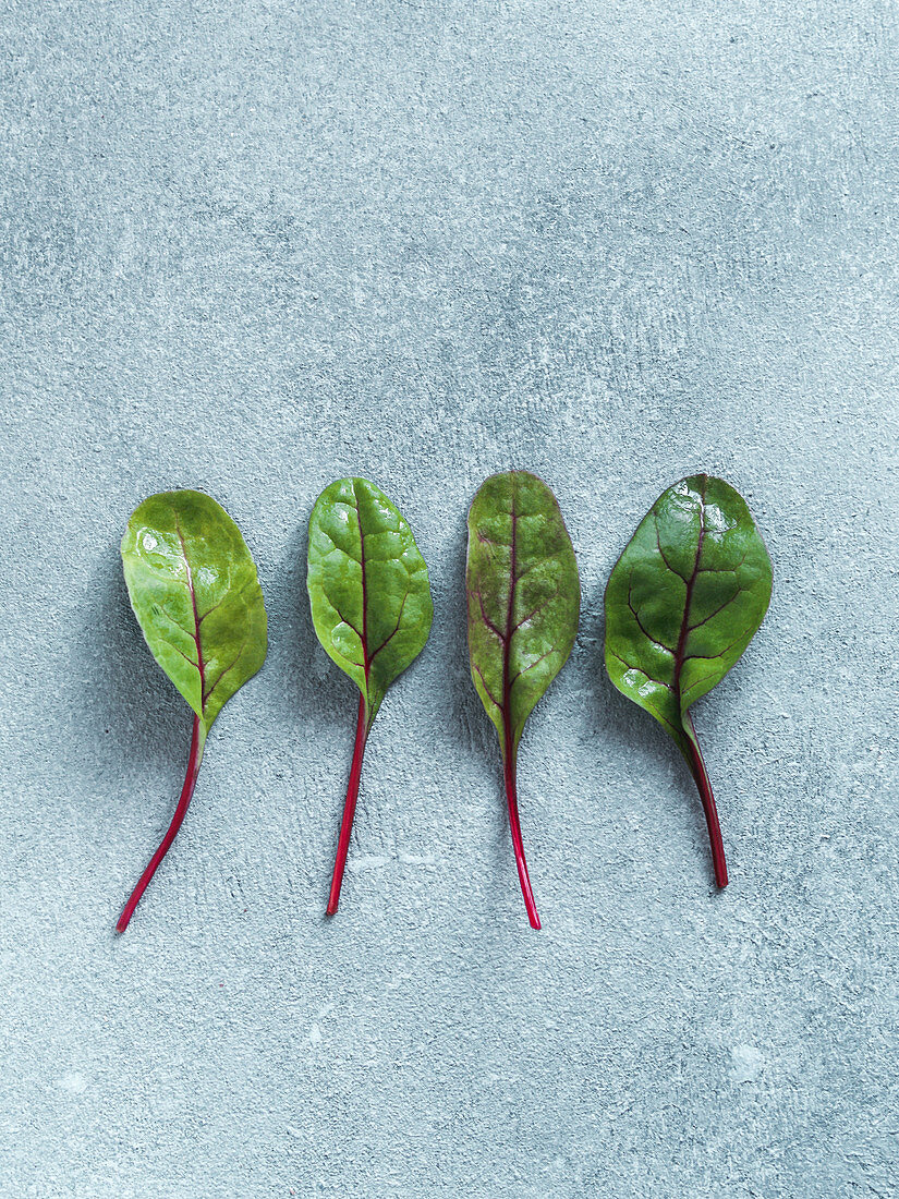 Set of four fresh green chard leaves on gray stone background