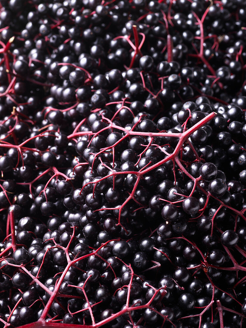 Elderberries (edge to edge)