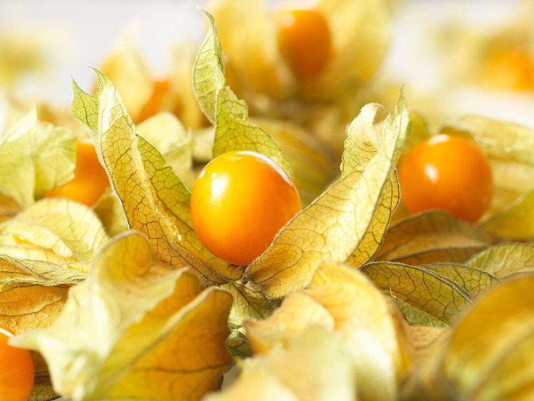 Physalis fruit