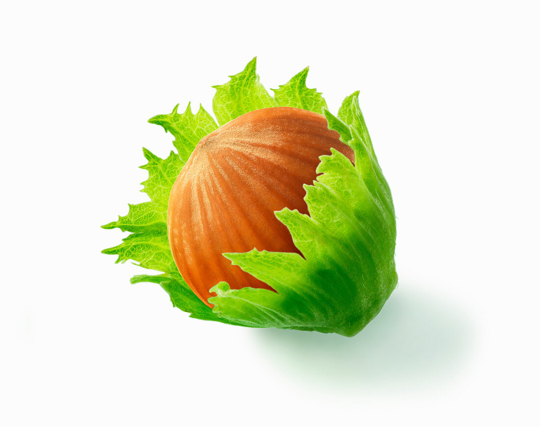 A hazelnut with leaves (illustration)