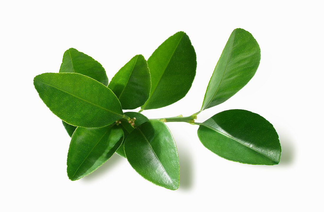 Lemon leaves